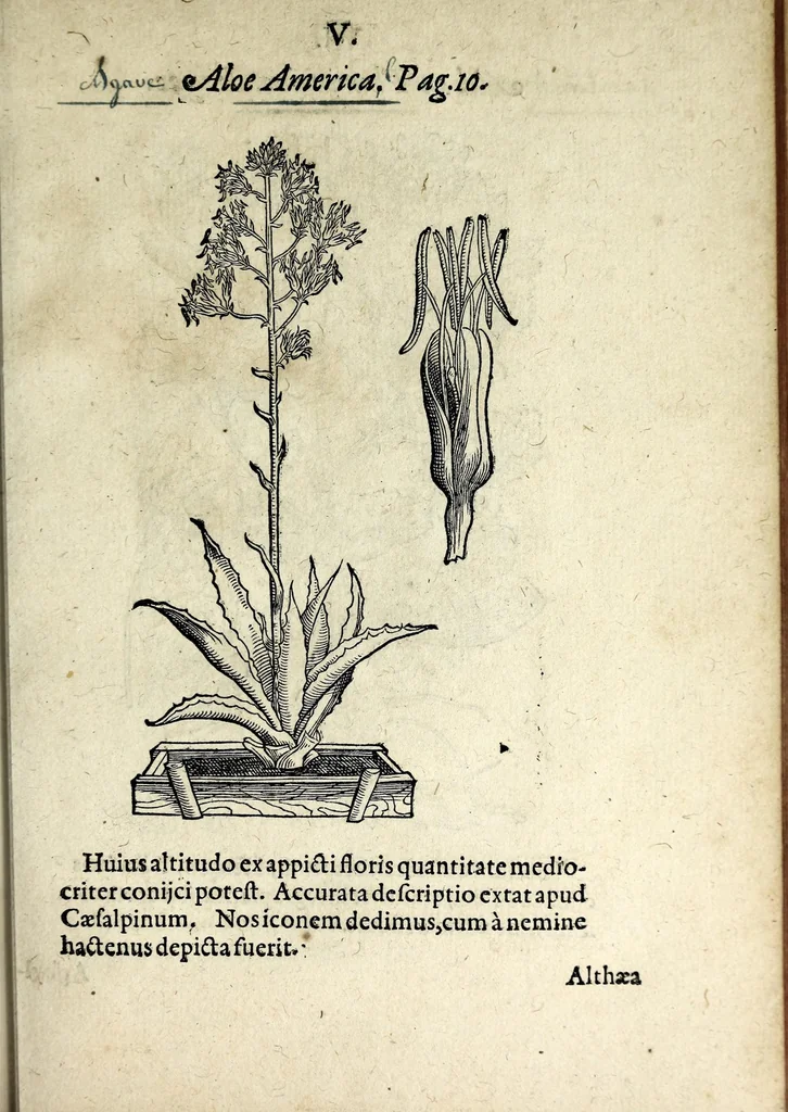 An illustration from Hortvs medicvs et philosophicvs : in qvo plvrimarvm stirpivm breves descriptiones, novæ icones non paucæ, indicationes locorum natalium, observationes de cultura earum peculiares, atque insuper nonnulla remedia euporista, nec non philologica quædam continentur, 1588, leaf 349