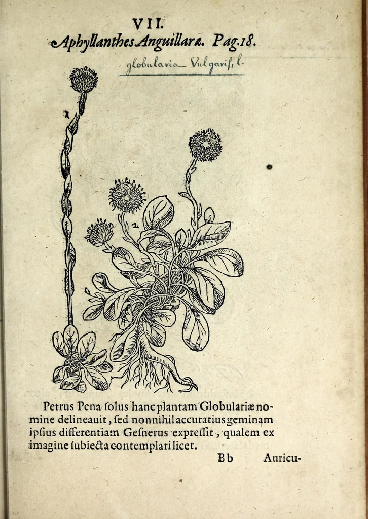 An illustration from Hortvs medicvs et philosophicvs : in qvo plvrimarvm stirpivm breves descriptiones, novæ icones non paucæ, indicationes locorum natalium, observationes de cultura earum peculiares, atque insuper nonnulla remedia euporista, nec non philologica quædam continentur, 1588, leaf 351