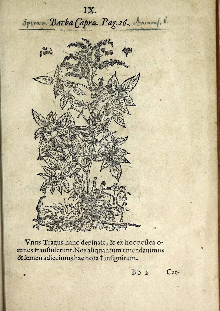 An illustration from Hortvs medicvs et philosophicvs : in qvo plvrimarvm stirpivm breves descriptiones, novæ icones non paucæ, indicationes locorum natalium, observationes de cultura earum peculiares, atque insuper nonnulla remedia euporista, nec non philologica quædam continentur, 1588, leaf 353