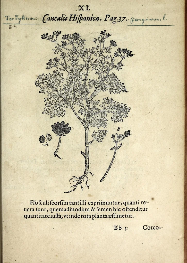 An illustration from Hortvs medicvs et philosophicvs : in qvo plvrimarvm stirpivm breves descriptiones, novæ icones non paucæ, indicationes locorum natalium, observationes de cultura earum peculiares, atque insuper nonnulla remedia euporista, nec non philologica quædam continentur, 1588, leaf 355