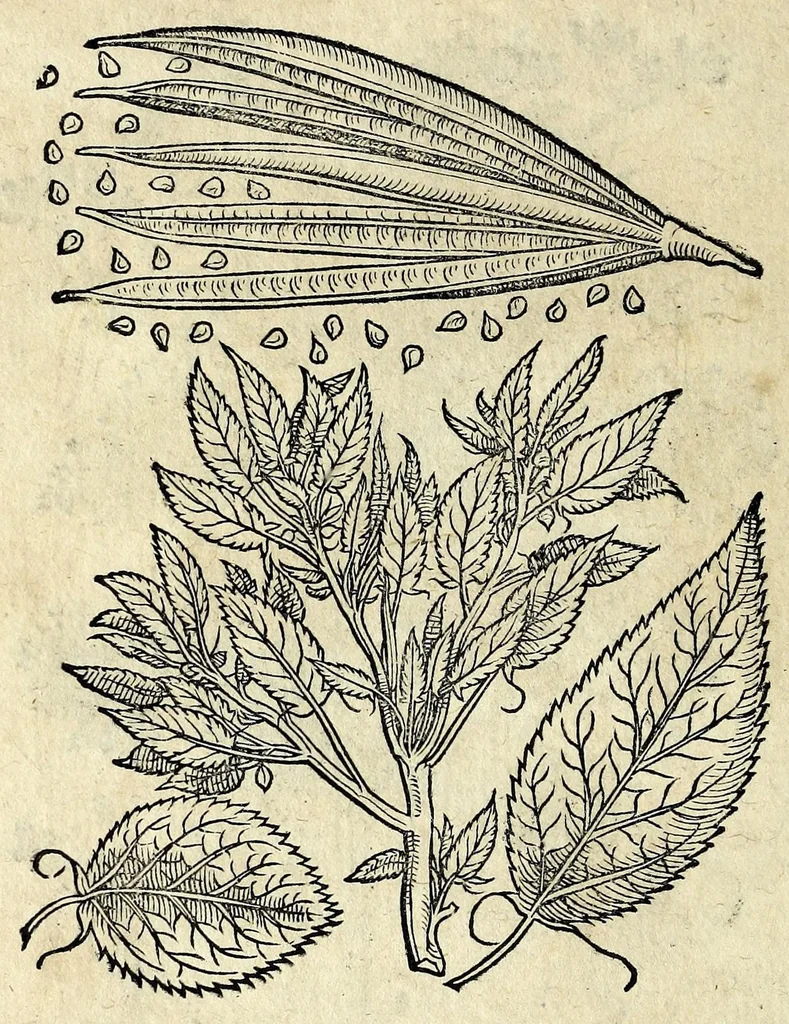 An illustration from Hortvs medicvs et philosophicvs : in qvo plvrimarvm stirpivm breves descriptiones, novæ icones non paucæ, indicationes locorum natalium, observationes de cultura earum peculiares, atque insuper nonnulla remedia euporista, nec non philologica quædam continentur, 1588, leaf 356