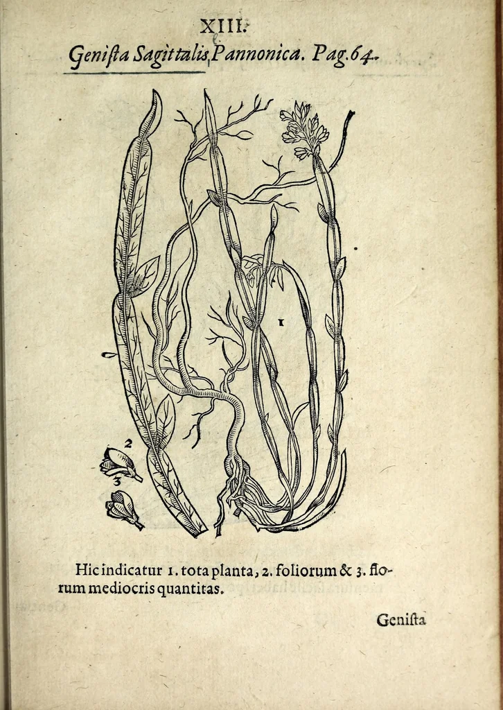 An illustration from Hortvs medicvs et philosophicvs : in qvo plvrimarvm stirpivm breves descriptiones, novæ icones non paucæ, indicationes locorum natalium, observationes de cultura earum peculiares, atque insuper nonnulla remedia euporista, nec non philologica quædam continentur, 1588, leaf 357
