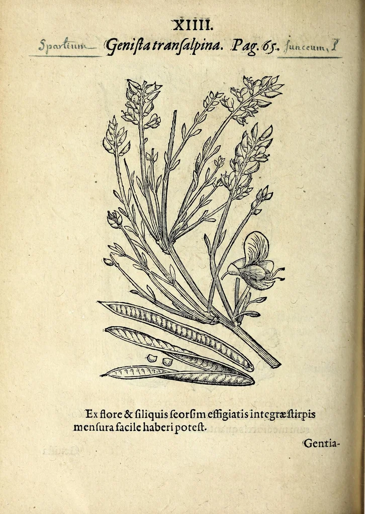 An illustration from Hortvs medicvs et philosophicvs : in qvo plvrimarvm stirpivm breves descriptiones, novæ icones non paucæ, indicationes locorum natalium, observationes de cultura earum peculiares, atque insuper nonnulla remedia euporista, nec non philologica quædam continentur, 1588, leaf 358
