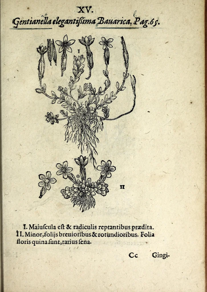An illustration from Hortvs medicvs et philosophicvs : in qvo plvrimarvm stirpivm breves descriptiones, novæ icones non paucæ, indicationes locorum natalium, observationes de cultura earum peculiares, atque insuper nonnulla remedia euporista, nec non philologica quædam continentur, 1588, leaf 359