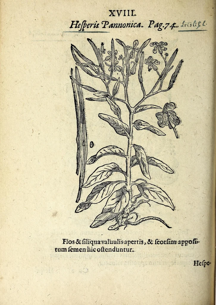 An illustration from Hortvs medicvs et philosophicvs : in qvo plvrimarvm stirpivm breves descriptiones, novæ icones non paucæ, indicationes locorum natalium, observationes de cultura earum peculiares, atque insuper nonnulla remedia euporista, nec non philologica quædam continentur, 1588, leaf 362