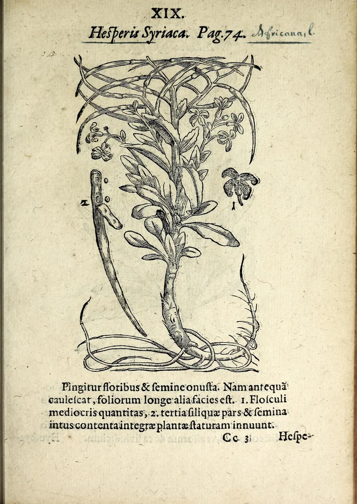 An illustration from Hortvs medicvs et philosophicvs : in qvo plvrimarvm stirpivm breves descriptiones, novæ icones non paucæ, indicationes locorum natalium, observationes de cultura earum peculiares, atque insuper nonnulla remedia euporista, nec non philologica quædam continentur, 1588, leaf 363
