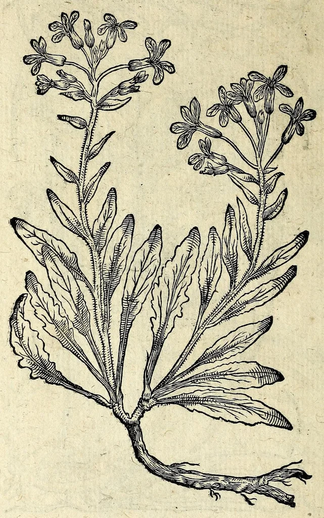 An illustration from Hortvs medicvs et philosophicvs : in qvo plvrimarvm stirpivm breves descriptiones, novæ icones non paucæ, indicationes locorum natalium, observationes de cultura earum peculiares, atque insuper nonnulla remedia euporista, nec non philologica quædam continentur, 1588, leaf 364
