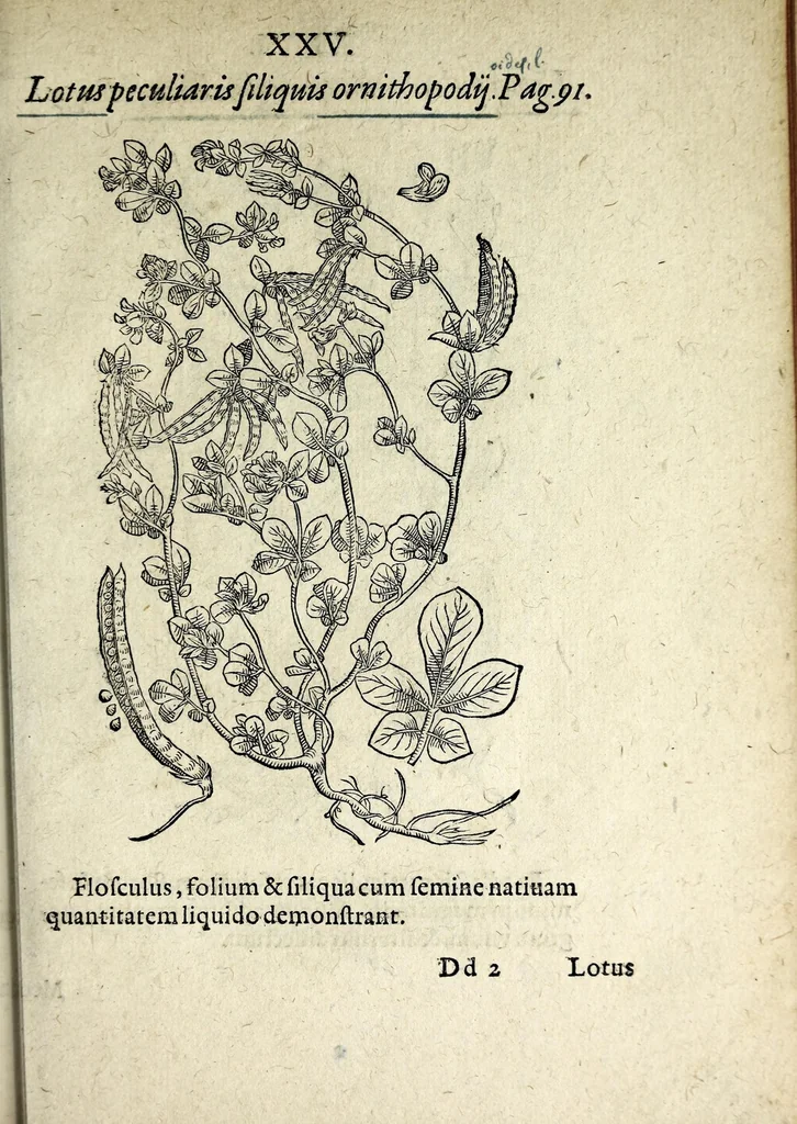 An illustration from Hortvs medicvs et philosophicvs : in qvo plvrimarvm stirpivm breves descriptiones, novæ icones non paucæ, indicationes locorum natalium, observationes de cultura earum peculiares, atque insuper nonnulla remedia euporista, nec non philologica quædam continentur, 1588, leaf 369
