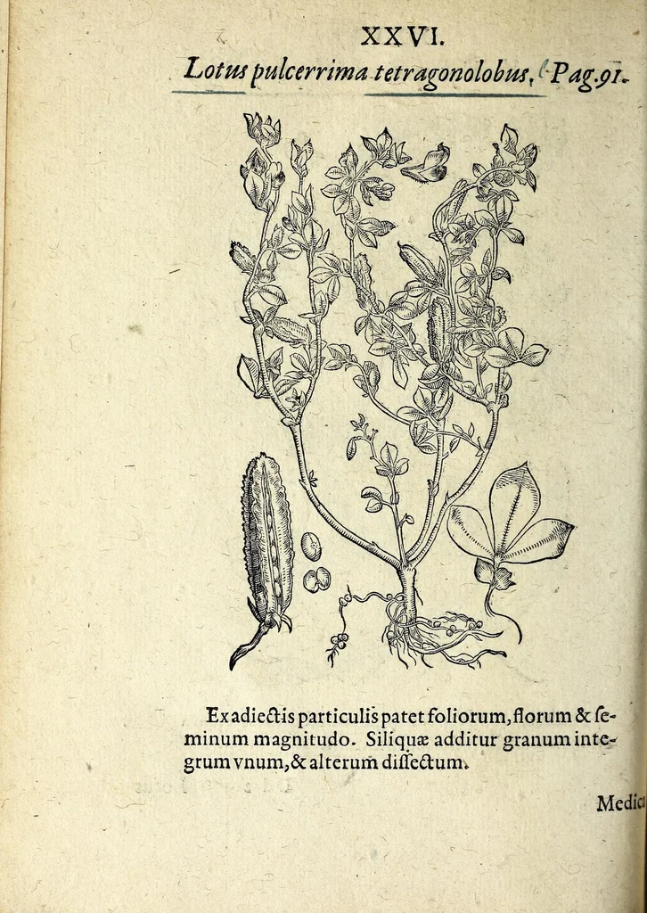 An illustration from Hortvs medicvs et philosophicvs : in qvo plvrimarvm stirpivm breves descriptiones, novæ icones non paucæ, indicationes locorum natalium, observationes de cultura earum peculiares, atque insuper nonnulla remedia euporista, nec non philologica quædam continentur, 1588, leaf 370