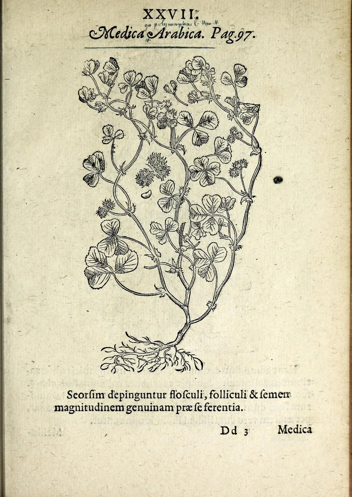An illustration from Hortvs medicvs et philosophicvs : in qvo plvrimarvm stirpivm breves descriptiones, novæ icones non paucæ, indicationes locorum natalium, observationes de cultura earum peculiares, atque insuper nonnulla remedia euporista, nec non philologica quædam continentur, 1588, leaf 371