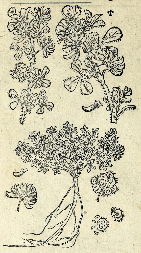 An illustration from Hortvs medicvs et philosophicvs : in qvo plvrimarvm stirpivm breves descriptiones, novæ icones non paucæ, indicationes locorum natalium, observationes de cultura earum peculiares, atque insuper nonnulla remedia euporista, nec non philologica quædam continentur, 1588, leaf 372