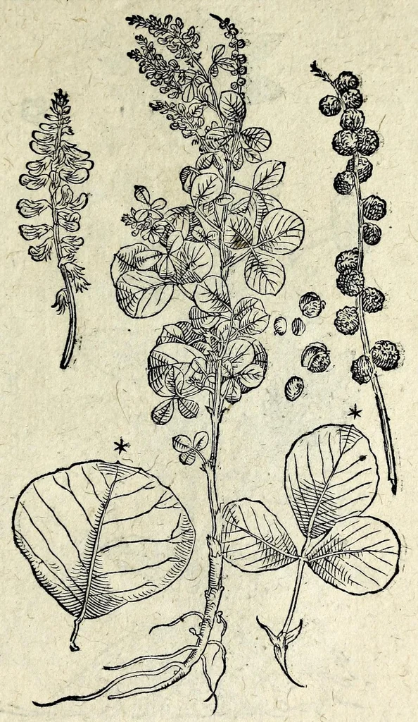 An illustration from Hortvs medicvs et philosophicvs : in qvo plvrimarvm stirpivm breves descriptiones, novæ icones non paucæ, indicationes locorum natalium, observationes de cultura earum peculiares, atque insuper nonnulla remedia euporista, nec non philologica quædam continentur, 1588, leaf 373