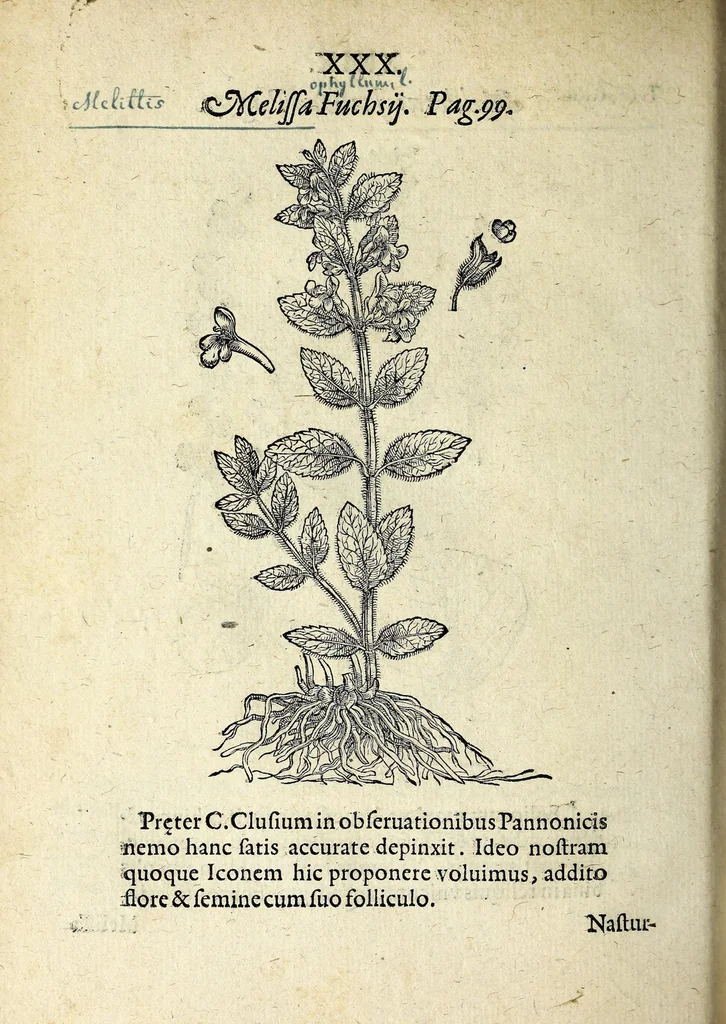 An illustration from Hortvs medicvs et philosophicvs : in qvo plvrimarvm stirpivm breves descriptiones, novæ icones non paucæ, indicationes locorum natalium, observationes de cultura earum peculiares, atque insuper nonnulla remedia euporista, nec non philologica quædam continentur, 1588, leaf 374