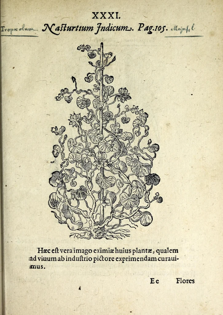 An illustration from Hortvs medicvs et philosophicvs : in qvo plvrimarvm stirpivm breves descriptiones, novæ icones non paucæ, indicationes locorum natalium, observationes de cultura earum peculiares, atque insuper nonnulla remedia euporista, nec non philologica quædam continentur, 1588, leaf 375