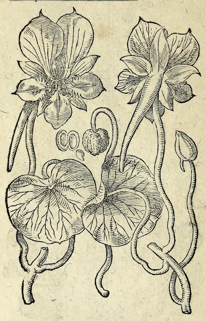 An illustration from Hortvs medicvs et philosophicvs : in qvo plvrimarvm stirpivm breves descriptiones, novæ icones non paucæ, indicationes locorum natalium, observationes de cultura earum peculiares, atque insuper nonnulla remedia euporista, nec non philologica quædam continentur, 1588, leaf 376