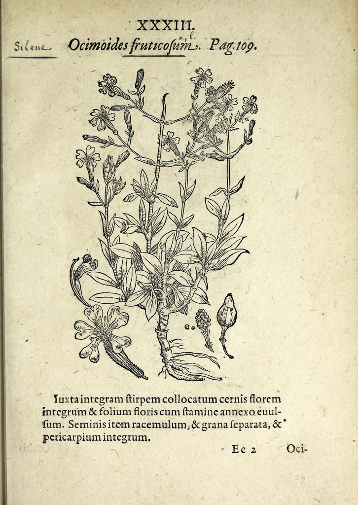An illustration from Hortvs medicvs et philosophicvs : in qvo plvrimarvm stirpivm breves descriptiones, novæ icones non paucæ, indicationes locorum natalium, observationes de cultura earum peculiares, atque insuper nonnulla remedia euporista, nec non philologica quædam continentur, 1588, leaf 377