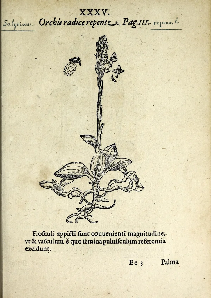 An illustration from Hortvs medicvs et philosophicvs : in qvo plvrimarvm stirpivm breves descriptiones, novæ icones non paucæ, indicationes locorum natalium, observationes de cultura earum peculiares, atque insuper nonnulla remedia euporista, nec non philologica quædam continentur, 1588, leaf 379