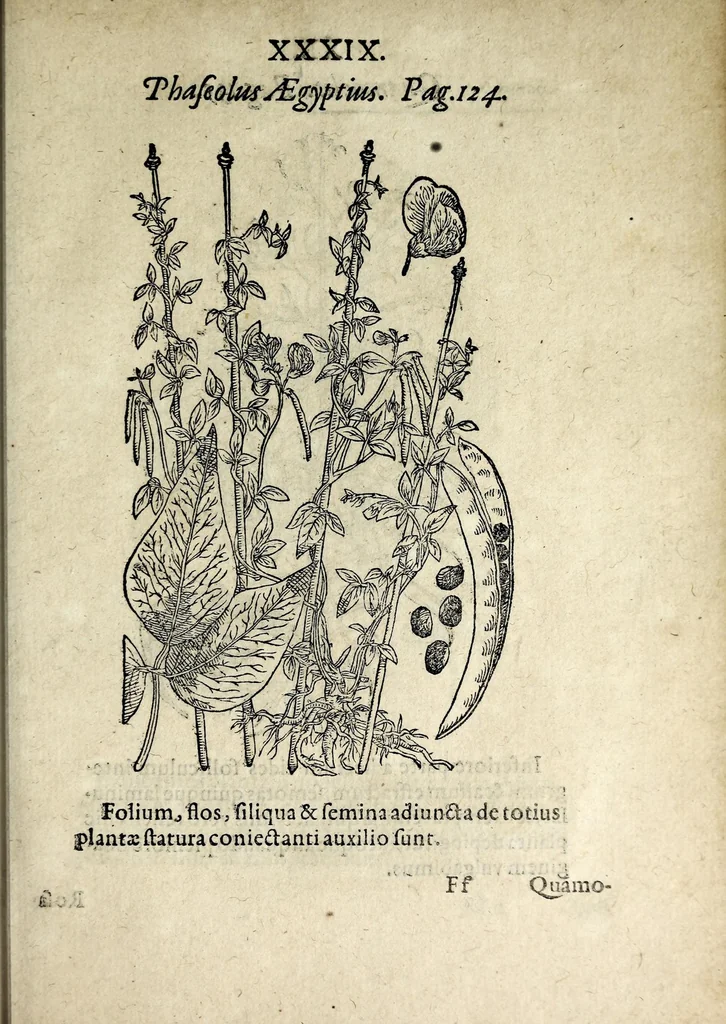 An illustration from Hortvs medicvs et philosophicvs : in qvo plvrimarvm stirpivm breves descriptiones, novæ icones non paucæ, indicationes locorum natalium, observationes de cultura earum peculiares, atque insuper nonnulla remedia euporista, nec non philologica quædam continentur, 1588, leaf 383