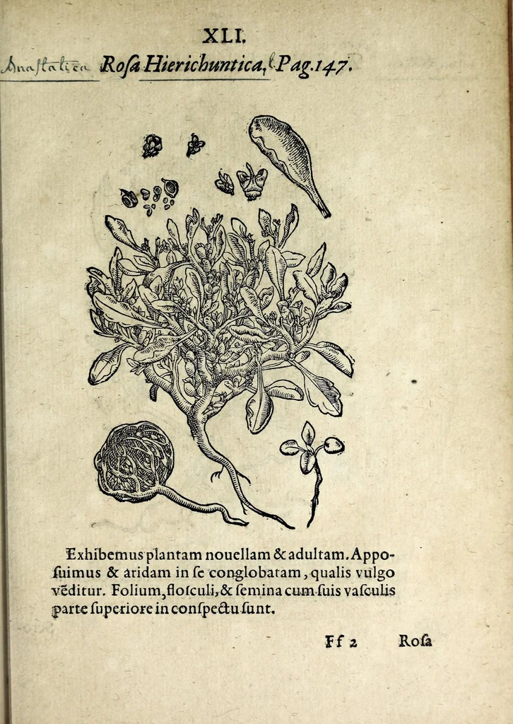 An illustration from Hortvs medicvs et philosophicvs : in qvo plvrimarvm stirpivm breves descriptiones, novæ icones non paucæ, indicationes locorum natalium, observationes de cultura earum peculiares, atque insuper nonnulla remedia euporista, nec non philologica quædam continentur, 1588, leaf 385
