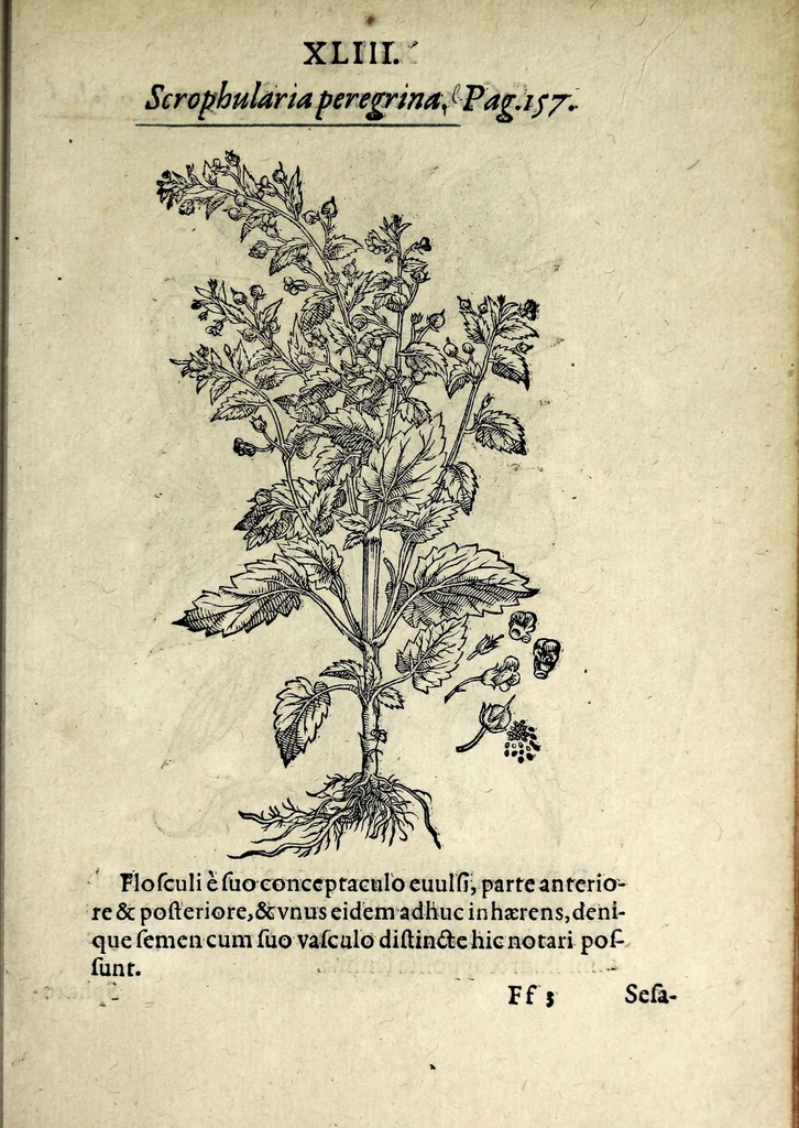 An illustration from Hortvs medicvs et philosophicvs : in qvo plvrimarvm stirpivm breves descriptiones, novæ icones non paucæ, indicationes locorum natalium, observationes de cultura earum peculiares, atque insuper nonnulla remedia euporista, nec non philologica quædam continentur, 1588, leaf 387