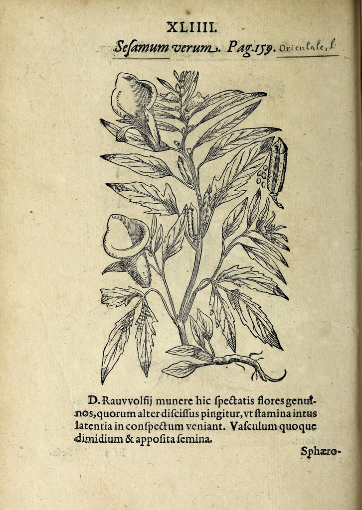 An illustration from Hortvs medicvs et philosophicvs : in qvo plvrimarvm stirpivm breves descriptiones, novæ icones non paucæ, indicationes locorum natalium, observationes de cultura earum peculiares, atque insuper nonnulla remedia euporista, nec non philologica quædam continentur, 1588, leaf 388