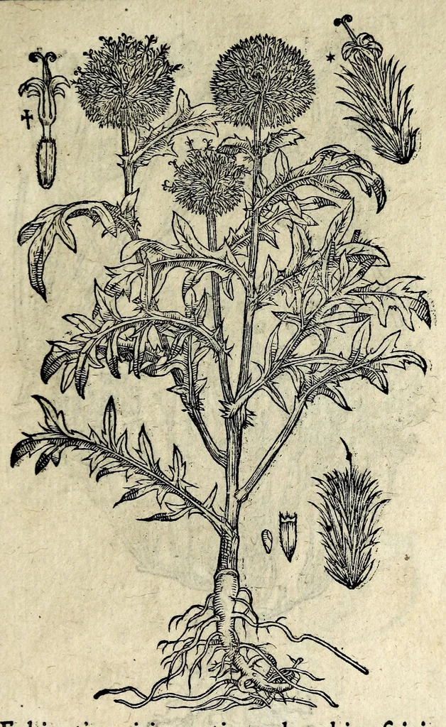 An illustration from Hortvs medicvs et philosophicvs : in qvo plvrimarvm stirpivm breves descriptiones, novæ icones non paucæ, indicationes locorum natalium, observationes de cultura earum peculiares, atque insuper nonnulla remedia euporista, nec non philologica quædam continentur, 1588, leaf 389