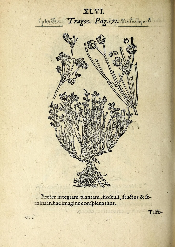An illustration from Hortvs medicvs et philosophicvs : in qvo plvrimarvm stirpivm breves descriptiones, novæ icones non paucæ, indicationes locorum natalium, observationes de cultura earum peculiares, atque insuper nonnulla remedia euporista, nec non philologica quædam continentur, 1588, leaf 390