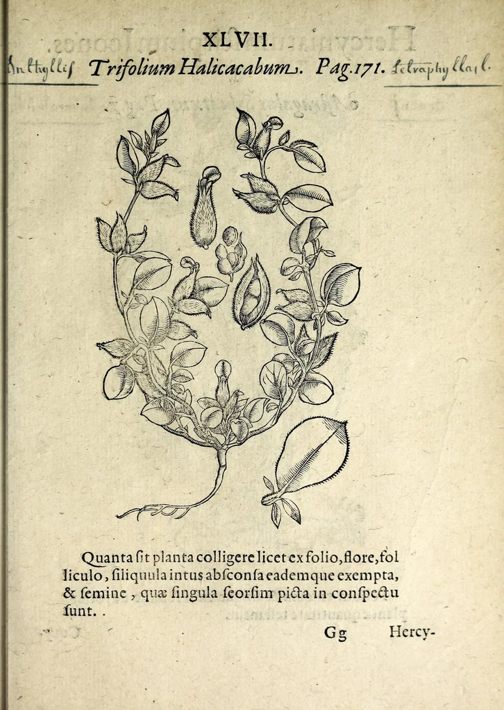 An illustration from Hortvs medicvs et philosophicvs : in qvo plvrimarvm stirpivm breves descriptiones, novæ icones non paucæ, indicationes locorum natalium, observationes de cultura earum peculiares, atque insuper nonnulla remedia euporista, nec non philologica quædam continentur, 1588, leaf 391