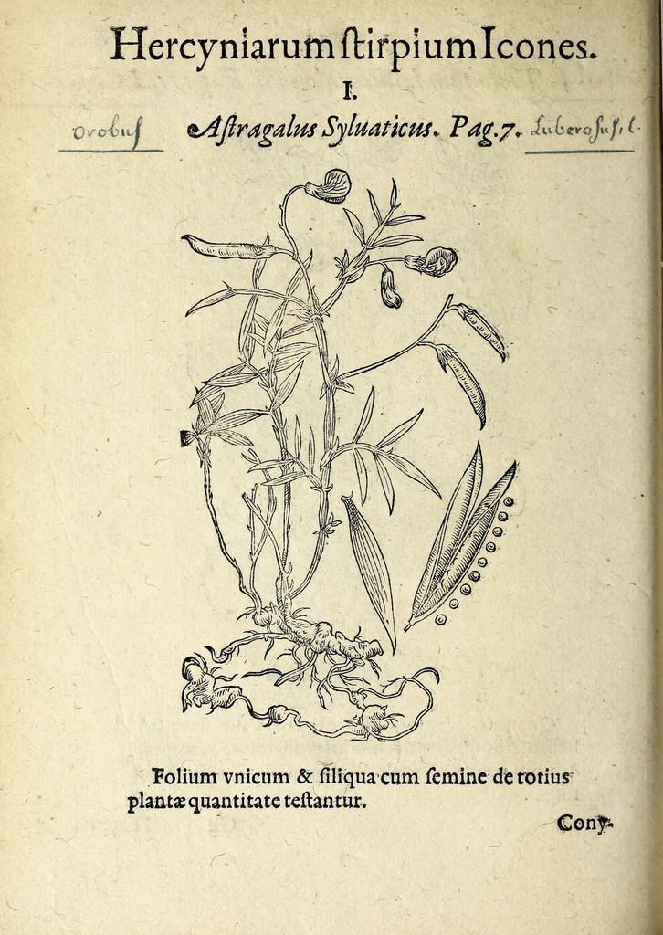 An illustration from Hortvs medicvs et philosophicvs : in qvo plvrimarvm stirpivm breves descriptiones, novæ icones non paucæ, indicationes locorum natalium, observationes de cultura earum peculiares, atque insuper nonnulla remedia euporista, nec non philologica quædam continentur, 1588, leaf 392