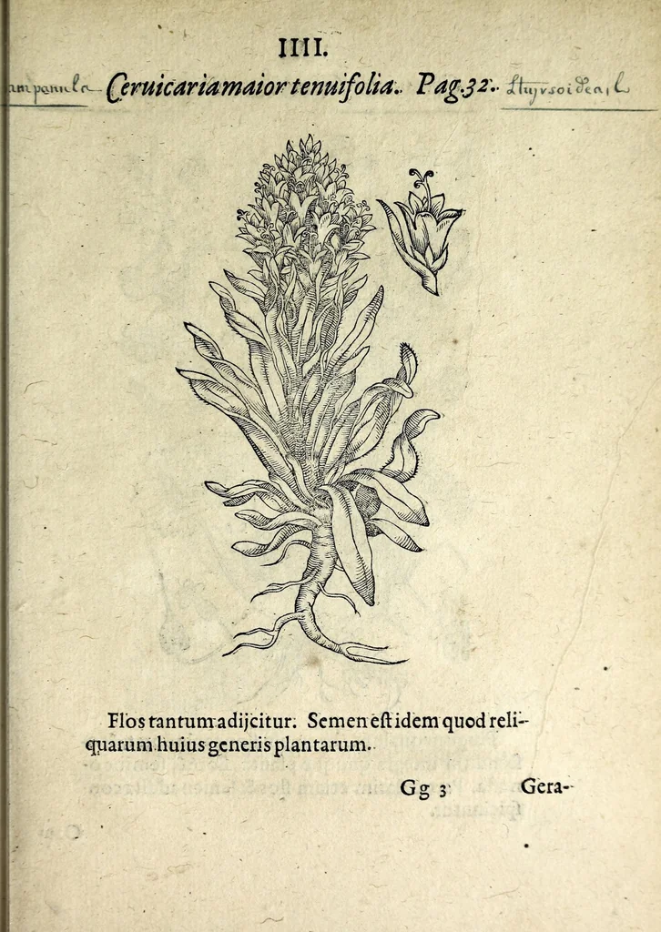 An illustration from Hortvs medicvs et philosophicvs : in qvo plvrimarvm stirpivm breves descriptiones, novæ icones non paucæ, indicationes locorum natalium, observationes de cultura earum peculiares, atque insuper nonnulla remedia euporista, nec non philologica quædam continentur, 1588, leaf 395