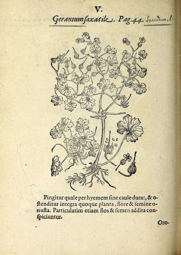 An illustration from Hortvs medicvs et philosophicvs : in qvo plvrimarvm stirpivm breves descriptiones, novæ icones non paucæ, indicationes locorum natalium, observationes de cultura earum peculiares, atque insuper nonnulla remedia euporista, nec non philologica quædam continentur, 1588, leaf 396