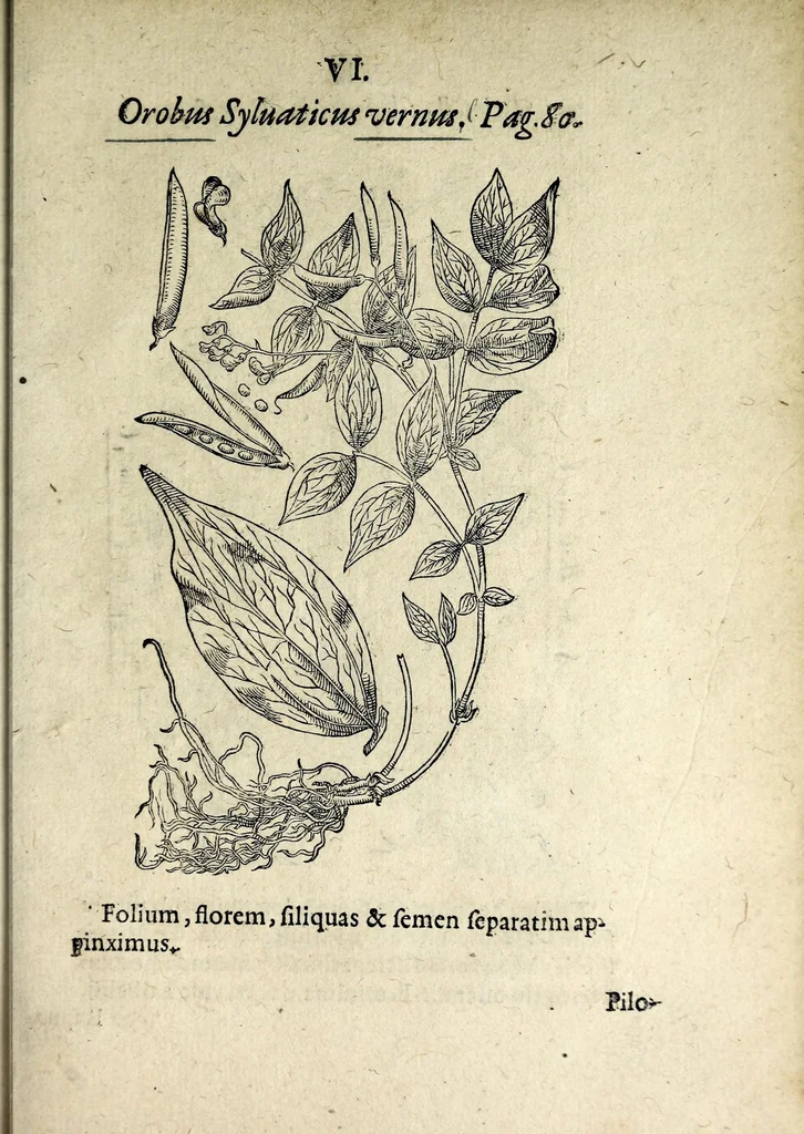 An illustration from Hortvs medicvs et philosophicvs : in qvo plvrimarvm stirpivm breves descriptiones, novæ icones non paucæ, indicationes locorum natalium, observationes de cultura earum peculiares, atque insuper nonnulla remedia euporista, nec non philologica quædam continentur, 1588, leaf 397