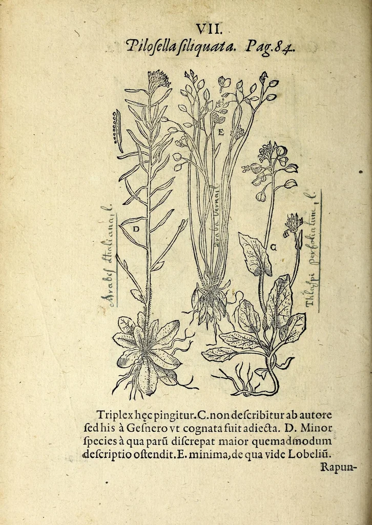 An illustration from Hortvs medicvs et philosophicvs : in qvo plvrimarvm stirpivm breves descriptiones, novæ icones non paucæ, indicationes locorum natalium, observationes de cultura earum peculiares, atque insuper nonnulla remedia euporista, nec non philologica quædam continentur, 1588, leaf 398