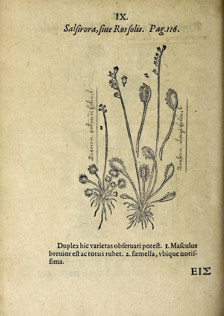 An illustration from Hortvs medicvs et philosophicvs : in qvo plvrimarvm stirpivm breves descriptiones, novæ icones non paucæ, indicationes locorum natalium, observationes de cultura earum peculiares, atque insuper nonnulla remedia euporista, nec non philologica quædam continentur, 1588, leaf 400