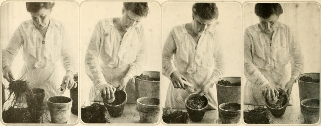 An illustration from House & garden's book of gardens; containing over four hundred illustrations of special flower types, plans and suggestions for landscape work, a complete gardener's calendar of the year's activities, planting and spraying tables, and a portfolio of beautiful gardens in varied sections of the United States and foreign countries, 1921, leaf 101