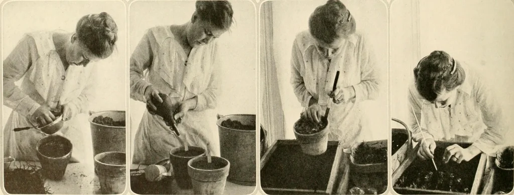 An illustration from House & garden's book of gardens; containing over four hundred illustrations of special flower types, plans and suggestions for landscape work, a complete gardener's calendar of the year's activities, planting and spraying tables, and a portfolio of beautiful gardens in varied sections of the United States and foreign countries, 1921, leaf 101