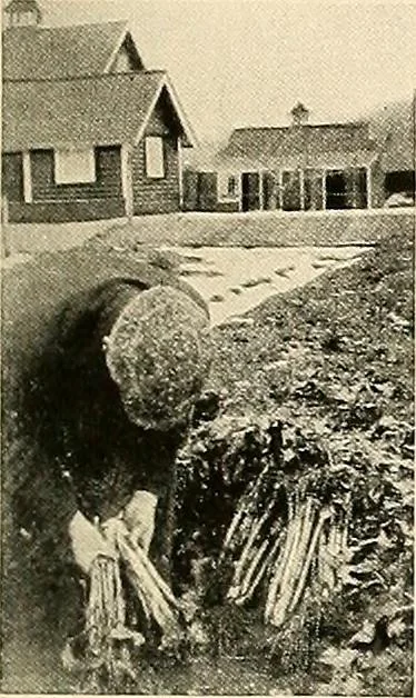 An illustration from House & garden's book of gardens; containing over four hundred illustrations of special flower types, plans and suggestions for landscape work, a complete gardener's calendar of the year's activities, planting and spraying tables, and a portfolio of beautiful gardens in varied sections of the United States and foreign countries, 1921, leaf 102