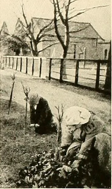 An illustration from House & garden's book of gardens; containing over four hundred illustrations of special flower types, plans and suggestions for landscape work, a complete gardener's calendar of the year's activities, planting and spraying tables, and a portfolio of beautiful gardens in varied sections of the United States and foreign countries, 1921, leaf 102
