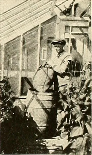 An illustration from House & garden's book of gardens; containing over four hundred illustrations of special flower types, plans and suggestions for landscape work, a complete gardener's calendar of the year's activities, planting and spraying tables, and a portfolio of beautiful gardens in varied sections of the United States and foreign countries, 1921, leaf 102