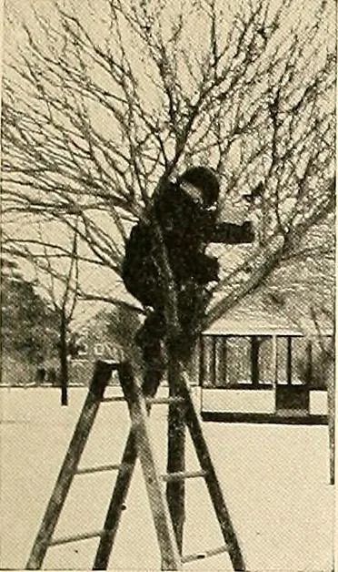 An illustration from House & garden's book of gardens; containing over four hundred illustrations of special flower types, plans and suggestions for landscape work, a complete gardener's calendar of the year's activities, planting and spraying tables, and a portfolio of beautiful gardens in varied sections of the United States and foreign countries, 1921, leaf 104