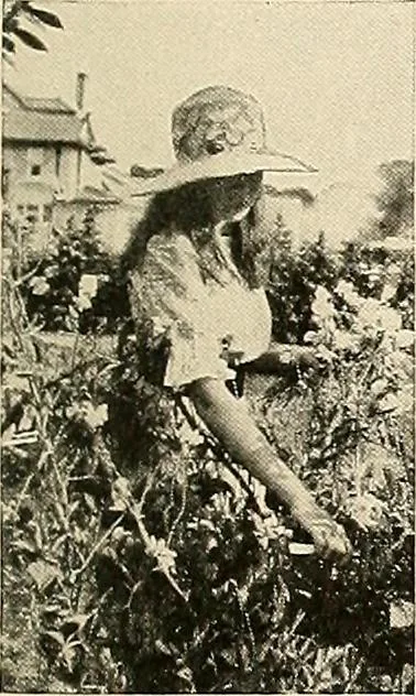 An illustration from House & garden's book of gardens; containing over four hundred illustrations of special flower types, plans and suggestions for landscape work, a complete gardener's calendar of the year's activities, planting and spraying tables, and a portfolio of beautiful gardens in varied sections of the United States and foreign countries, 1921, leaf 104
