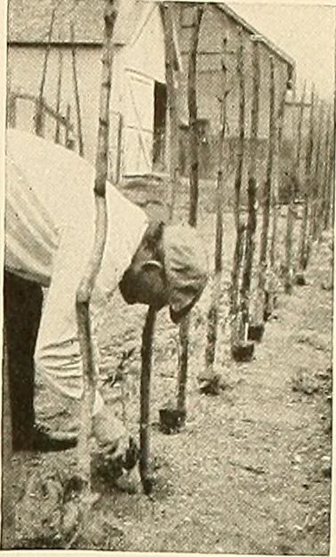 An illustration from House & garden's book of gardens; containing over four hundred illustrations of special flower types, plans and suggestions for landscape work, a complete gardener's calendar of the year's activities, planting and spraying tables, and a portfolio of beautiful gardens in varied sections of the United States and foreign countries, 1921, leaf 104