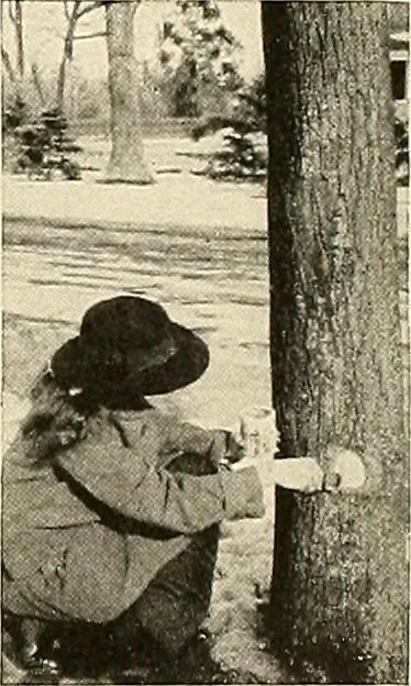 An illustration from House & garden's book of gardens; containing over four hundred illustrations of special flower types, plans and suggestions for landscape work, a complete gardener's calendar of the year's activities, planting and spraying tables, and a portfolio of beautiful gardens in varied sections of the United States and foreign countries, 1921, leaf 104