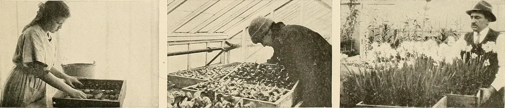 An illustration from House & garden's book of gardens; containing over four hundred illustrations of special flower types, plans and suggestions for landscape work, a complete gardener's calendar of the year's activities, planting and spraying tables, and a portfolio of beautiful gardens in varied sections of the United States and foreign countries, 1921, leaf 104