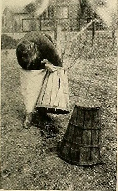 An illustration from House & garden's book of gardens; containing over four hundred illustrations of special flower types, plans and suggestions for landscape work, a complete gardener's calendar of the year's activities, planting and spraying tables, and a portfolio of beautiful gardens in varied sections of the United States and foreign countries, 1921, leaf 106