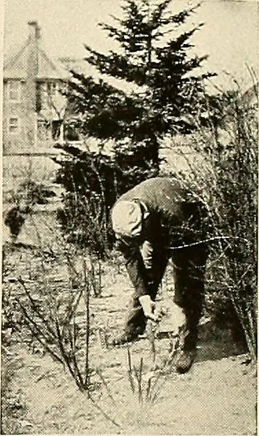 An illustration from House & garden's book of gardens; containing over four hundred illustrations of special flower types, plans and suggestions for landscape work, a complete gardener's calendar of the year's activities, planting and spraying tables, and a portfolio of beautiful gardens in varied sections of the United States and foreign countries, 1921, leaf 106