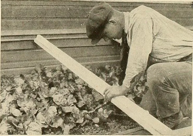 An illustration from House & garden's book of gardens; containing over four hundred illustrations of special flower types, plans and suggestions for landscape work, a complete gardener's calendar of the year's activities, planting and spraying tables, and a portfolio of beautiful gardens in varied sections of the United States and foreign countries, 1921, leaf 106