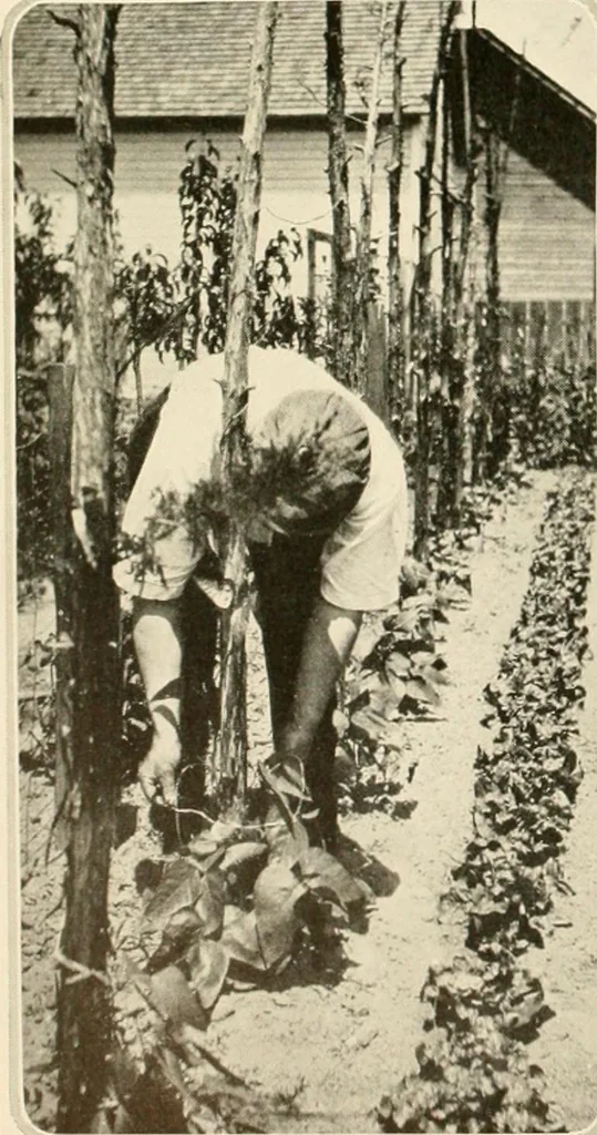 An illustration from House & garden's book of gardens; containing over four hundred illustrations of special flower types, plans and suggestions for landscape work, a complete gardener's calendar of the year's activities, planting and spraying tables, and a portfolio of beautiful gardens in varied sections of the United States and foreign countries, 1921, leaf 107