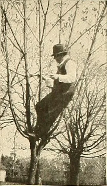 An illustration from House & garden's book of gardens; containing over four hundred illustrations of special flower types, plans and suggestions for landscape work, a complete gardener's calendar of the year's activities, planting and spraying tables, and a portfolio of beautiful gardens in varied sections of the United States and foreign countries, 1921, leaf 108