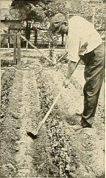An illustration from House & garden's book of gardens; containing over four hundred illustrations of special flower types, plans and suggestions for landscape work, a complete gardener's calendar of the year's activities, planting and spraying tables, and a portfolio of beautiful gardens in varied sections of the United States and foreign countries, 1921, leaf 108